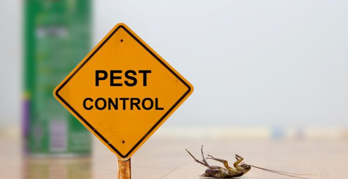 Pest Control Tips: How to Mouse-Proof a House In 5 Easy Steps?