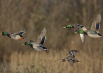 The Best Duck Hunting in Europe 2024