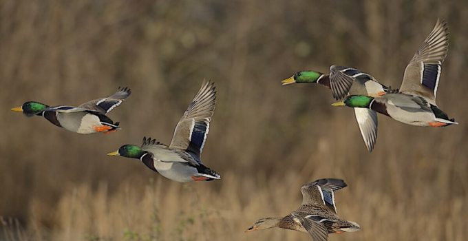 The Best Duck Hunting in Europe 2024