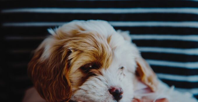 Unleashing the Secrets of Dog Breeding: A Comprehensive Guide to the Industry