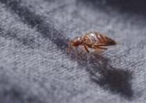 The Dangers of Ignoring a Pest Infestation in Your Home: 5 Things to Know