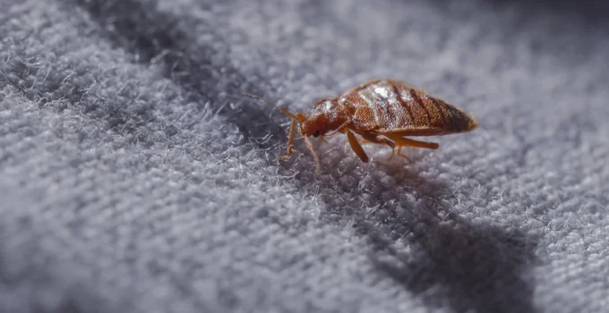 The Dangers of Ignoring a Pest Infestation in Your Home: 5 Things to Know