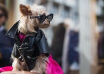 Fashionable Furry Friends: Tips for Choosing the Perfect Pet Apparel