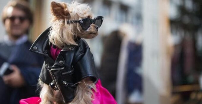 Fashionable Furry Friends: Tips for Choosing the Perfect Pet Apparel