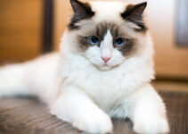 Ragdoll Cat Behavior: Understanding Your Furry Friend’s Quirks and Habits