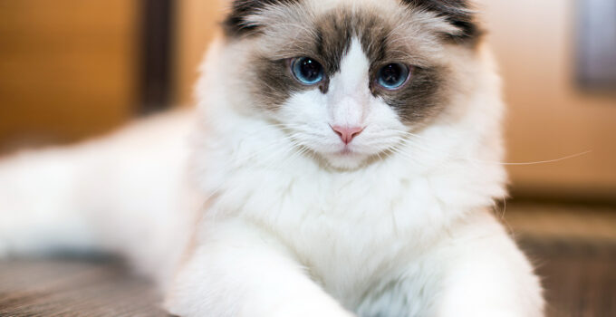 Ragdoll Cat Behavior: Understanding Your Furry Friend’s Quirks and Habits