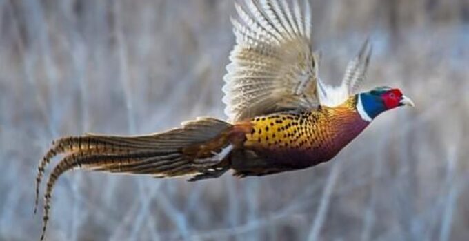 Creative Fundraising Ideas for a Pheasants Forever Banquet