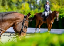 Hoofprints of Success: Building a Strong Brand through Equestrian Marketing