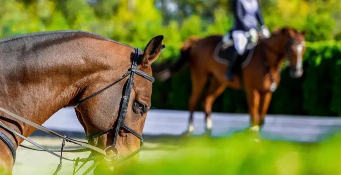 Hoofprints of Success: Building a Strong Brand through Equestrian Marketing