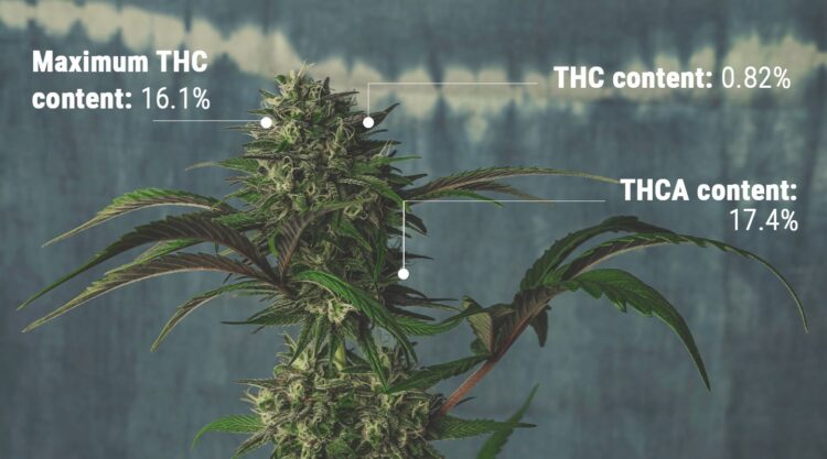 Examine THC and CBD Levels