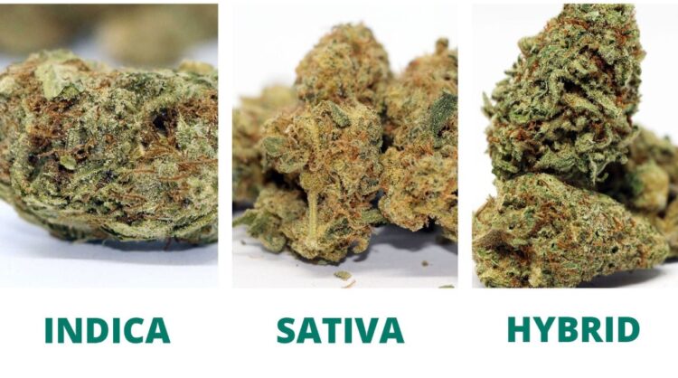 Understanding Marijuana Strains
