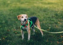 Choosing the Right Dog Harness: 5 Essential Tips for a Perfect Fit
