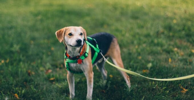 Choosing the Right Dog Harness- Essential Tips for a Perfect Fit