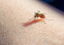9 Diseases That Can Be Transmitted by Mosquitoes