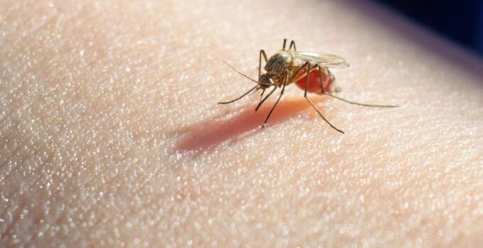 9 Diseases That Can Be Transmitted by Mosquitoes