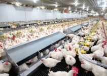 Elevating Poultry Farming Unveiling the Power of Advanced Equipment