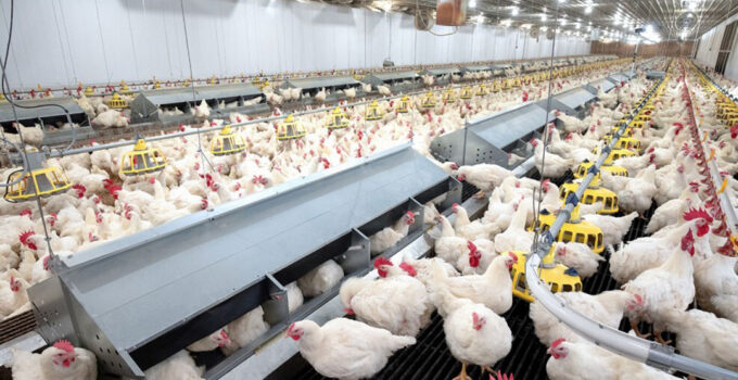 Elevating Poultry Farming Unveiling the Power of Advanced Equipment