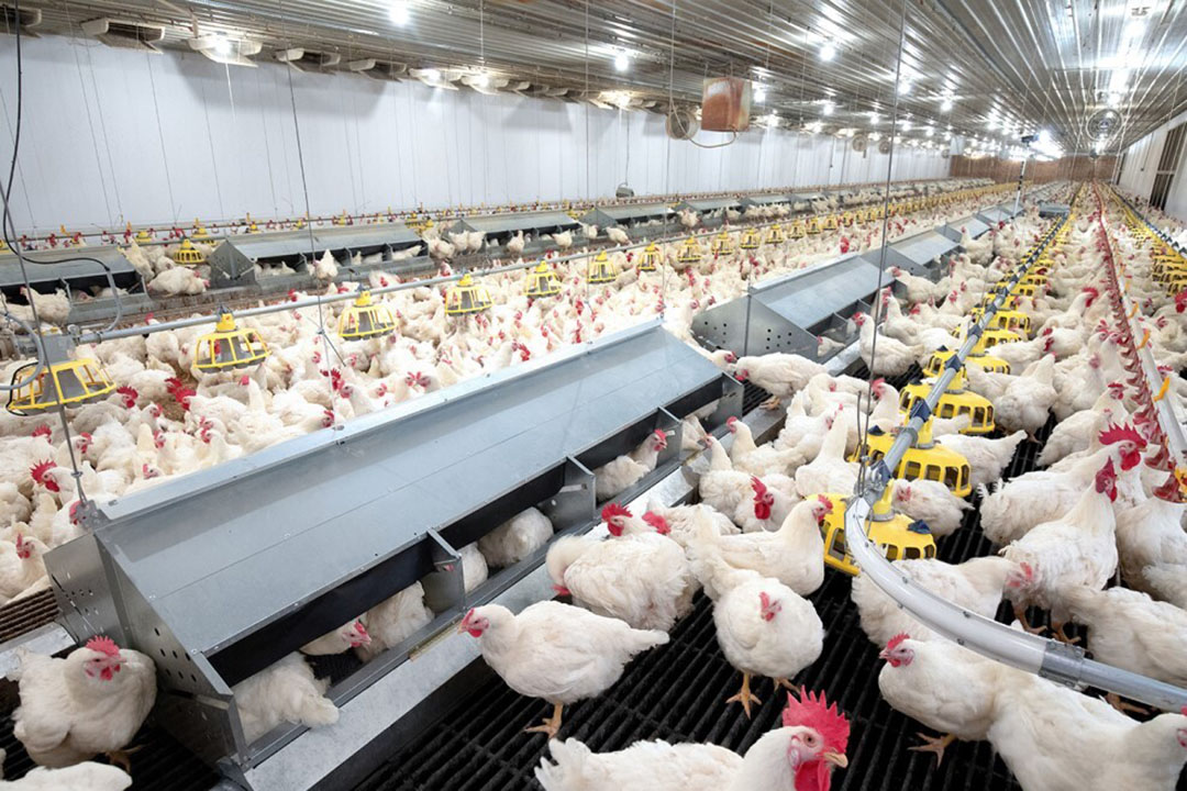 Elevating Poultry Farming Unveiling the Power of Advanced Equipment 
