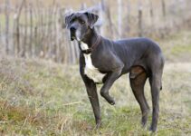 Are Great Danes Good Guard Dogs? Gentle Giant or Fearless Guardian?