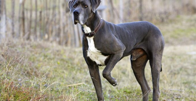 Are Great Danes Good Guard Dogs? Gentle Giant or Fearless Guardian?