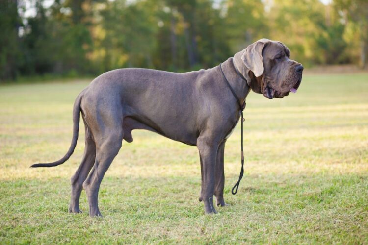 Great Danes as Guard Dogs: An Overview