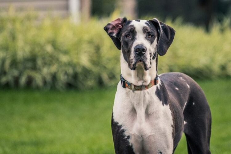 Guarding Property as Watchdogs