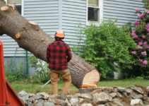 How to Safely Remove a Tree from Your Property