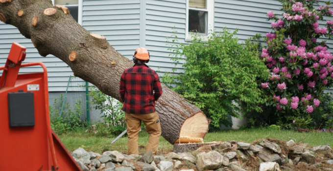 How to Safely Remove a Tree from Your Property