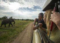 Safari 101: Things to Know Before Embarking on a Wildlife Adventure