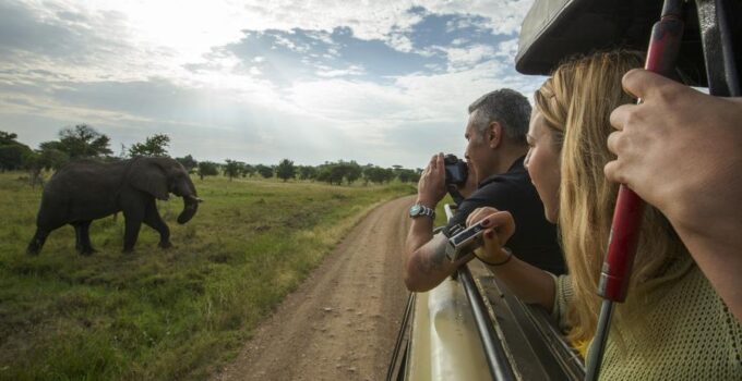 Safari 101: Things to Know Before Embarking on a Wildlife Adventure