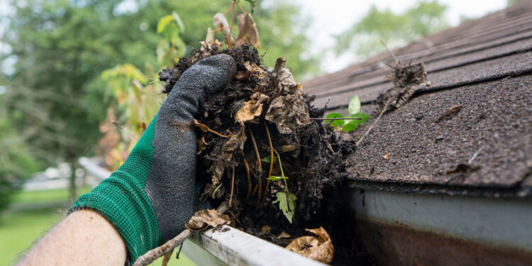 Unwanted Guests - Pests and Critters in full gutters