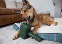 How to Prevent Your Dog Getting Dog Bloat