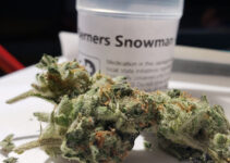 Why Everyone Loves the Snowman Weed Strain