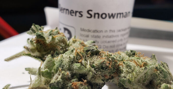 Why Everyone Loves the Snowman Weed Strain