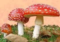 Amanita Awareness: How to Identify Amanita Mushrooms Safely and Accurately