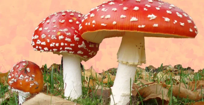 Amanita Awareness - How to Identify Amanita Mushrooms Safely and Accurately