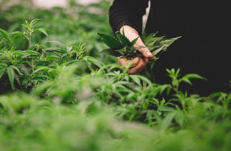 Sustainable Practices in the Cannabis Industry