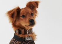 Top 3 Designer Dog Collars: Stylish Picks