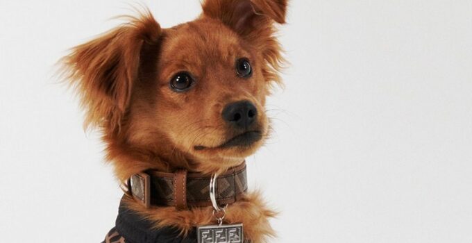 Top 3 Designer Dog Collars: Stylish Picks