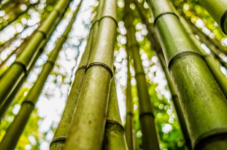 Eco-Friendly Bamboo Clothes