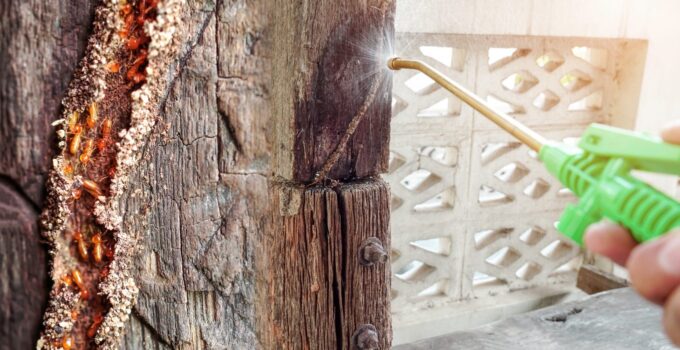 Why Most DIY Termite Solutions are a Waste of Time
