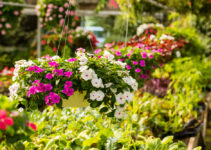 A Guide to Companion Planting: Selecting Plants That Work Well Together in Your Nursery