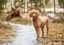 Poodle Care ─ Essential Tips for New Owners
