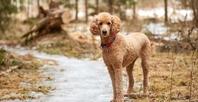 Poodle Care ─ Essential Tips for New Owners