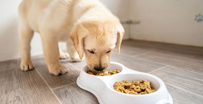 The Benefits of Feeding Your Puppy a High-Quality Diet