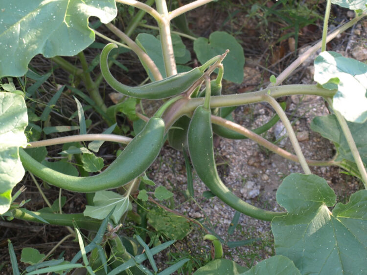 Devil’s Claw