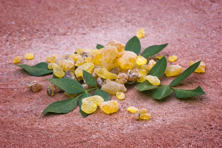 boswellia serrata