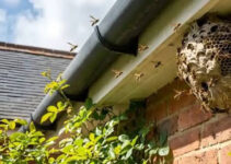 Hornet Removals: What Happens When Experts Step In Hornet Removals: What Happens When Experts Step In