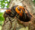 Hornet Removals: What Happens When Experts Step In