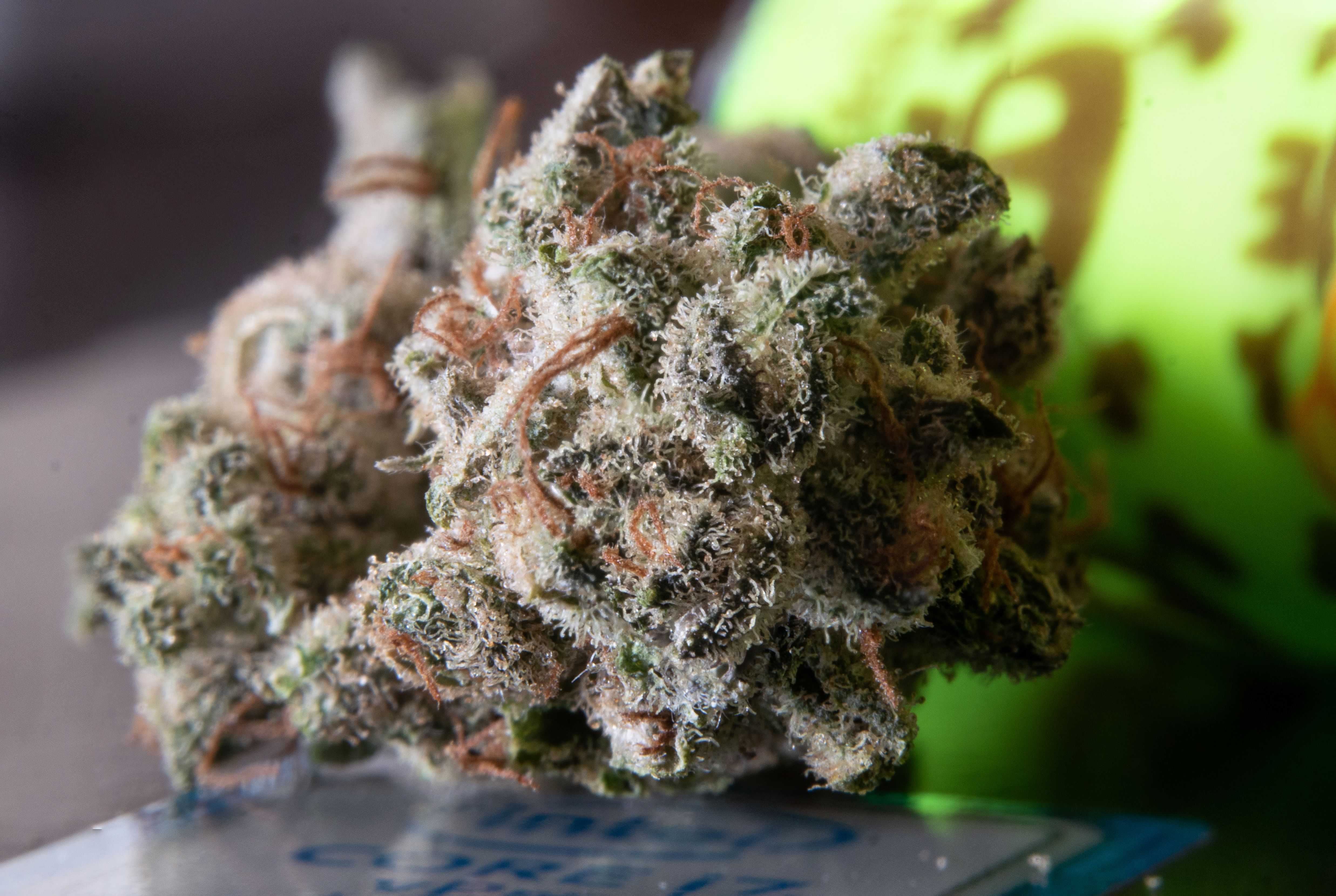 Macro photograph of a cannabis bud glistening with trichomes rich in the terpenes that define live rosin flavor